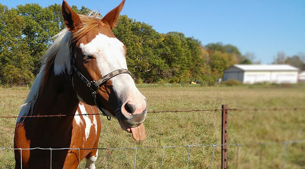 pferd kotzt streckt zunge raus